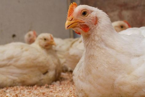 7 Mistakes You Can Make When Raising Them Broiler Chicken Cornish Cross Chickens, Raising Broiler Chickens, Araucana Chickens, Chickens In The Winter, Meat Birds, Broiler Chicken, Day Old Chicks, Chicken Tractors, Chicken Eating