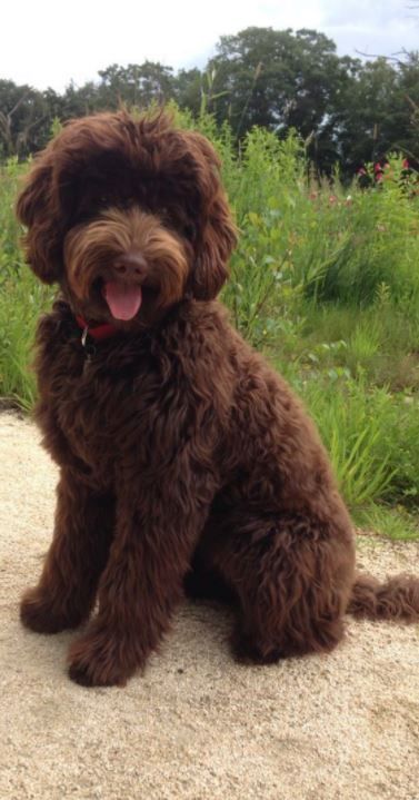 Cute Puppy Doodle, Labradoodle Medium, Labradoodle Chocolate, Chocolate Labradoodle Puppy, Brown Goldendoodle, Chocolate Goldendoodle, Brown Labradoodle, Puppy Doodle, Labradoodle Miniature