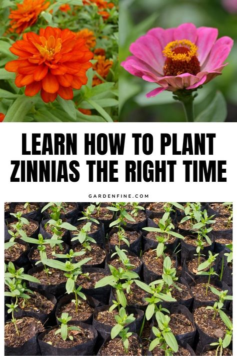 Pin this for expert tips on when to plant zinnias for a vibrant garden. Learn the best time to sow your zinnia seeds and watch your garden bloom! #ZinniaSeeds #GardeningTips #PlantingSeason How To Plant Zinnias From Seed, When To Plant Zinnia Seeds, Planting Zinnias From Seed, When To Plant Zinnias, Zinnias Garden Ideas, Zinnias From Seed, Fast Growing Flowers, Zinnia Seeds, Zinnia Garden