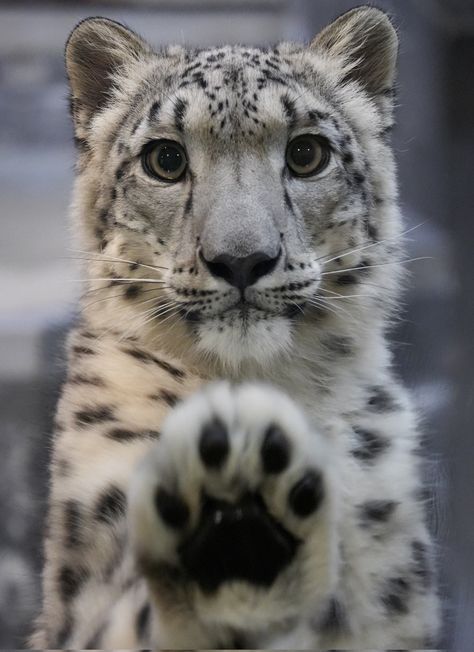 Clouded Leopard, Söt Katt, Wild Creatures, Pretty Animals, Majestic Animals, Cute Animal Photos, Snow Leopard, Silly Cats, Animal Photo