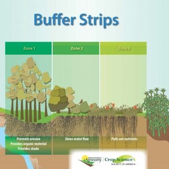 What Are Riparian Buffer Strips? Riparian Landscape, Urban Ecology, Protect Water, Kingdom Plantae, Conservation Of Natural Resources, Aquatic Ecosystem, Agricultural Land, Architecture Design Sketch, Community Garden