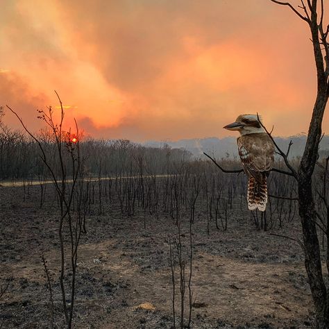 © Adam Stevenson, National Award, Winner, Australia, 2020 Sony World Photography Awards #sony #australia #fire #bird #nature #photography #photographer #photographerorg Bushfires In Australia, Bush Fire, Dramatic Photos, No Planet B, Australian Landscape, Australian Bush, Australian Wildlife, Australian Animals, Australian Native