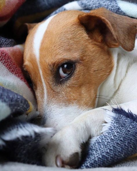 14 Reasons Jack Russells Are The Worst Indoor Dog Breed Of All Time - The Paws Chien Jack Russel, Jack Russell Terriers, Jack Russell Terrier Puppies, Jack Russell Puppies, Jack Russell Dogs, Jack Russells, Jack Russel, Indoor Dog, Bull Terrier Dog