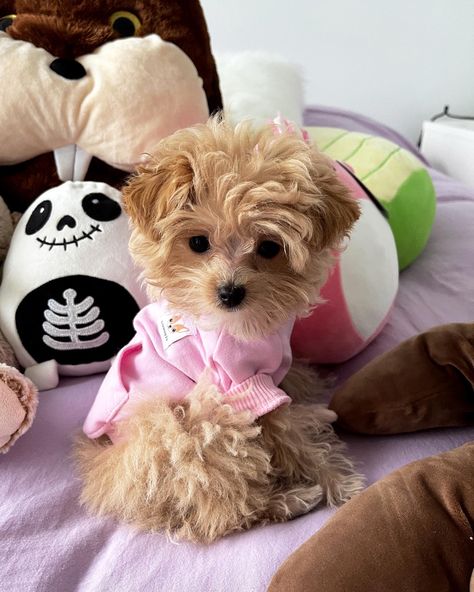 Cute teacup maltipoo in a pink hoodie. She is a puppy Maltipoo. Teacup Maltipoo Puppy, Maltipoo Adult, Cute Maltipoo, Teacup Maltipoo, Teacup Puppy, Cavapoo Dogs, Teacup Dog, Teacup Poodle, Maltipoo Dog