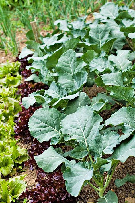 Grow Collard Greens, Fall Crops, Fall Gardening, Vegetable Benefits, Garden Tattoo, Planting Tips, Plants Ideas, Vegetable Garden Diy, Garden Veggies