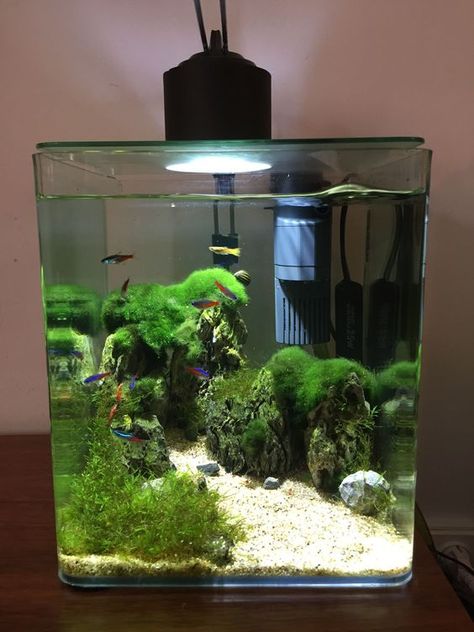 Fish Tank Themes, Amazing Aquariums, Fish Tank Terrarium, Fish Tank Design, Betta Aquarium, Tropical Fish Aquarium, Fresh Water Fish Tank, Nano Aquarium, Shrimp Tank