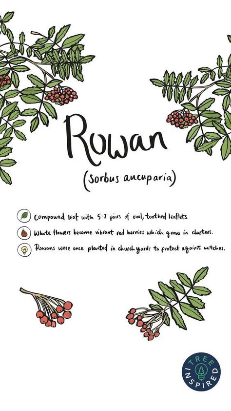 Rowan Baby Name, Briar Tattoo, Rowan Tree Tattoo, Rowan Plant, Rowan Tattoo, Astro Journal, Rowan Name, Journal Poetry, Sorbus Aucuparia