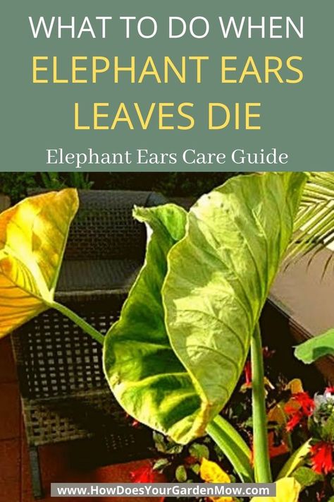 Elephant Ears Plants Indoor, Elephant Ear Plant Indoor, Elephant Ears Garden, Elephant Ear Flower, Home Plants Indoor, Elephant Ear Bulbs, Indoor Cactus Plants, Elephant Plant, Alocasia Plant