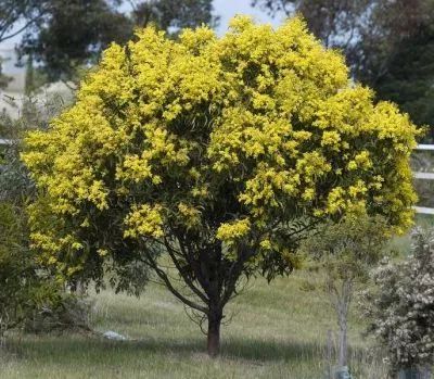 Acacia Pycnantha, Wattle Tree, Golden Wattle, Tall Shrubs, Australian Trees, Australian Native Garden, Acacia Tree, Native Australians, Australian Native Plants