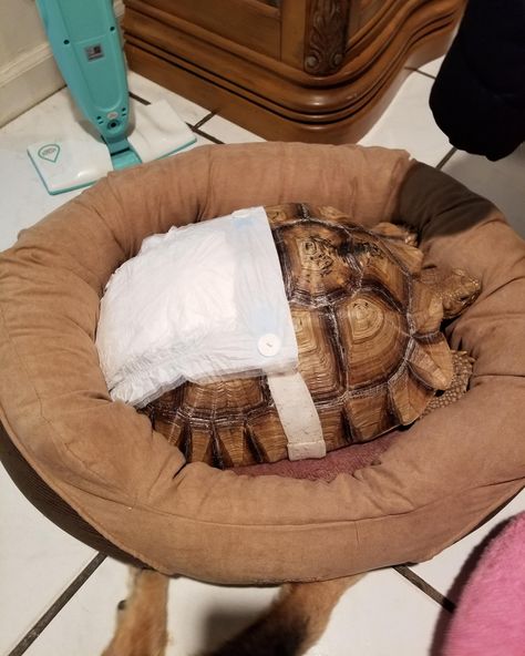 A collection of turtles wearing diapers. Turtles can wear diapers for a variety of reasons. Researchers use the diapers to study eating habits of turtles and how they process nutrients. Potty training is also one of the main reasons for the diapers whenever these animals are being protected indoors. Baby turtles and tortoises may sometimes wear their eggshells like diapers when they are having trouble breaking out of the egg. Tortoise Clothes, Pet Tortoise, Funny Animal Pics, Cute Animal Character, Tortoise Enclosure, Cute Tortoise, Tortoise Habitat, Baby Tortoise, Animal Aesthetic