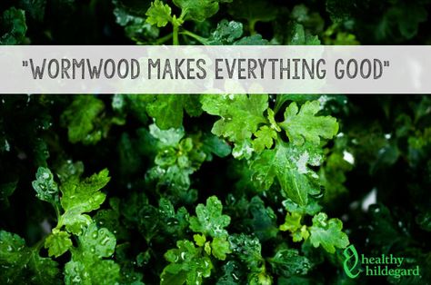 Sweet Wormwood Benefits, Wormwood Tea Benefits, How To Use Wormwood, Benefits Of Wormwood, Wormwood Tincture, Wormwood Benefits, Wormwood Tea, Wormwood Plant, Herbs Medicine