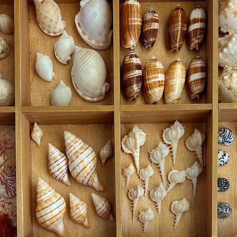 Shelling Girl 👙☀️🐠 on Instagram: "A piece of my collection 🐚🤍 

#seashells #shelling #beachy #ocean #beachfinds #shellcollection #oceanlife #beachgirl #florida #floridalife" Seashell Collection, Seashell Shadow Boxes, Seashell Display, Beachy Jewelry, Shell Collection, Shell Beach, Shell Crafts, Shadow Boxes, Ocean Life