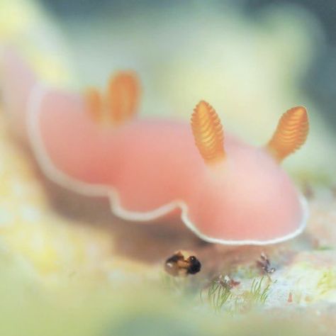 Cool Sea Creatures, Weird Sea Creatures, Cerámica Ideas, Sea Slug, Beautiful Sea Creatures, Pretty Animals, Silly Animals, Slug, Small Animals