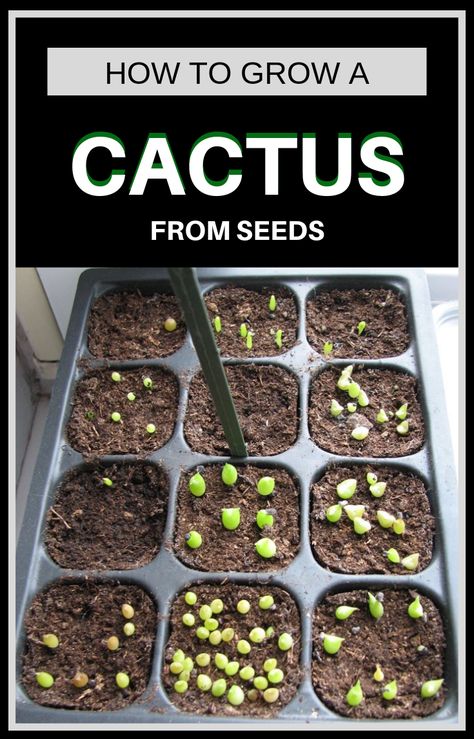 How To Grow Cactus From Seeds. #AmazingFlowersAndGardens #AmazingFlowers #AmazingGardens #FlowersAndGardens #FlowersAndPlants How To Grow Succulents From Seeds, How To Grow Cactus From Seed, Growing Cactus From Seed, Growing Succulents From Seed, Seed Propagation, Suculent Plants, Cactus Names, Growing Cactus, How To Grow Cactus