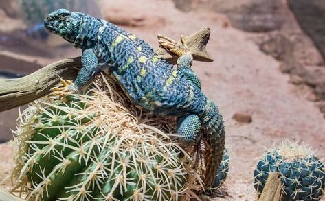 Top 10 Types of Uromastyx Species, Morphs & Colors – More Reptiles Uromastyx Lizard, Types Of Chameleons, Colorful Lizards, Rainbow Painting, Reptiles And Amphibians, Lizards, Amphibians, Shades Of Green, Reptiles