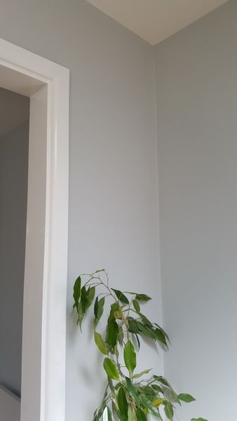 Found a nice grey and I love white gloss | Mumsnet Discussion Grey Hallway Paint, Dulux Paint Colours Grey, Dulux Grey Paint, Dulux Polished Pebble, Painted Living Room, Hallway Colour Schemes, Grey Paint Living Room, Dulux Paint Colours, Grey Hallway