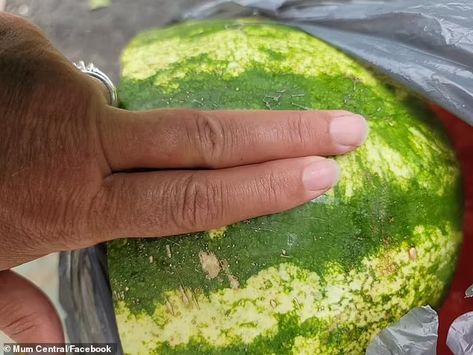 How to tell when a watermelon is ripe: Farmer reveals little-known secret | Daily Mail Online Good Watermelon, Food That Burns Fat, Ripe Watermelon, Fruit Creations, Fruit Watermelon, Grilled Food, Watermelon Mint, Cut Watermelon, Sweet Watermelon