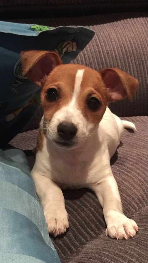 Dogs Jack Russell, Chien Jack Russel, Cute Jack Russell, Jack Russell Puppy, Big Dogs Breeds, Jack Terrier, Biggest Dog In The World, Biggest Dog, Jack Russell Terriers