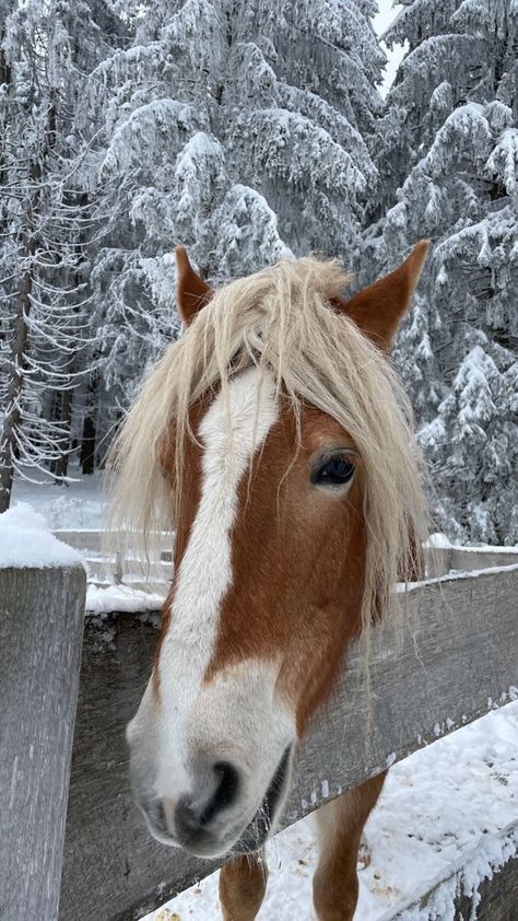 Horse Winter Aesthetic, Like Snow We Fall, Horse In Snow, Horse Snow, Snow Horse, Horses In Snow, Horse Riding Aesthetic, Horsey Life, Winter Horse