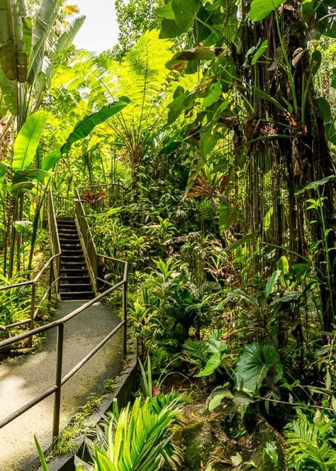 Hawaii Landscape, Building Inspiration, Garden Site, Hawaii Tropical, Bird Aviary, Waterfall Fountain, Ocean Sounds, Big Island Hawaii, Tropical Rainforest