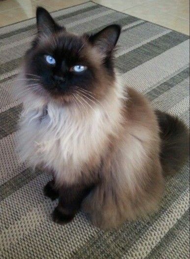 Long Hair Cat, Balinese Cat, Himalayan Cat, Dream's Cat, Ragdoll Cat, Cat Aesthetic, Cute Animal Photos, Cute Cats And Kittens, Cute Animal Pictures