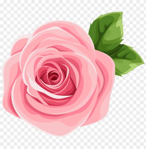 Rose Illustration Design, Pink Rose Drawing, Pink Cute Flower, Pink Rose Illustration, Flower Png Transparent Background, Pink Rose Sticker, Pink Flower Illustration, A Flower Drawing, Pink Flower Png