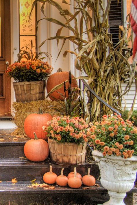 Orange Chrysanthemums, pumpkins, a bale of hay and a dried cornstalk on the front porch steps Hay And Pumpkin Porch Display, Mums Flowers Front Porch Fall, Cornstalk Decor Front Porch, Mums Aesthetic, Mums Front Porch Fall Displays, Pumpkins On Porch, Porch Pots Winter, Fall Urns, Porch Pots Ideas