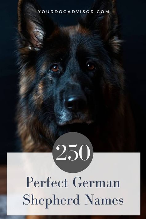 Names For German Shepherd Dogs, German Shepherd Names Female, German Shepherd Names Male, German Dog Names, Big Dog Names, German Shepherd Facts, Dog Names Unique, German Shepherd Names, Female German Shepherd