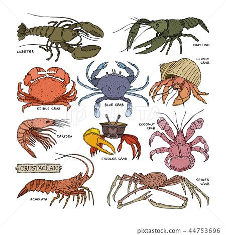 Undersea Illustration, Crustaceans Art, Coral Vector, Seafood Illustration, Fiddler Crab, Garden River, Ocean Projects, Crab Stuffed Shrimp, Water River