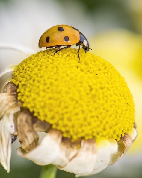 8,445 Likes, 49 Comments - BBC Earth (@bbcearth) on Instagram: “Yellow flower for a yellow lady 🐞⁣ ⁣ #EarthCapture by @roopkhural ⁣ ⁣ The 7-spot ladybird is one of…” Ladybug Meaning, Yellow Ladybug, Bbc Earth, Ladybug Wallpaper, Wild And Free, Yellow Flower, Lady Bug, Animals Friends, Yellow Flowers