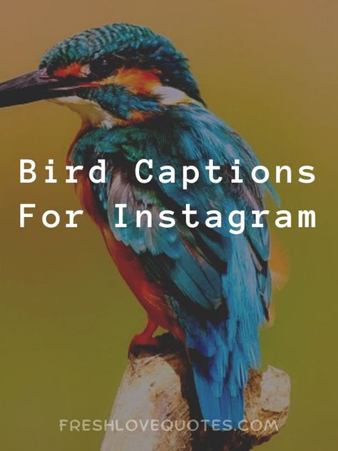 Bird Captions For Instagram Bird Quotes Life, Birds Singing Quotes, Bird Quotes Short Funny, Birds Quotes Short, Captions For Birds Instagram, Short Bird Quotes, Bird Watching Quotes, Bird Sayings Quotes, Birds Quotes Flying