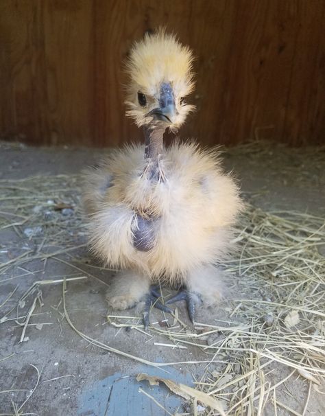 Buff Showgirl Chicken Buff Chicken, Chicken, Animals