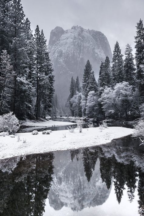 Snowy Forest, The Middle, Trees, Forest, Lake, Water