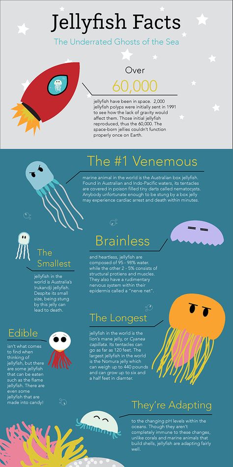 Jelly Fish Facts, Facts About Jellyfish, Box Jellyfish, Fish Facts, Jellyfish Facts, Moon Jellyfish, Jellyfish Aquarium, Poison Dart, Jelly Fish