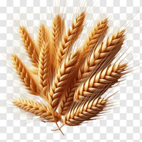 wheat ears wheat ears wheat agriculture png Wheat Vector, Transparent Image, Kindle Paperwhite, Png Transparent, Free Png, Png Image, Agriculture, Wheat, Graphic Resources