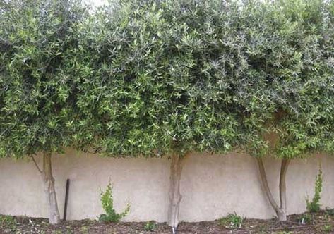 I thought I'd better remind everyone how versatile olive trees these are Olive Tree Screening, Olive Trees Landscape Backyards, Olive Tree Hedge, Rosemary Landscape, Olive Tree Planter, Olive Tree Care, Olive Trees Landscape, Olive Trees Garden, Biblical Garden