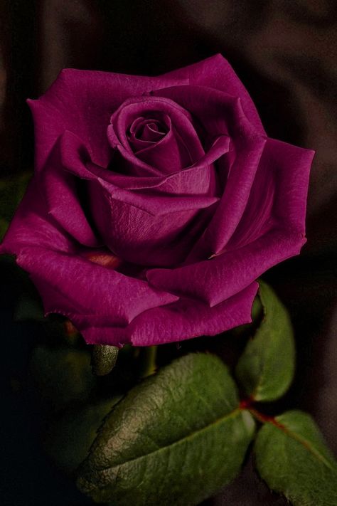 Wine Coloured Rose Beauty Flowers, Rose Violette, Hybrid Tea Roses, Pretty Roses, Beautiful Rose Flowers, Love Rose, Tea Roses, Flower Beauty, Purple Roses