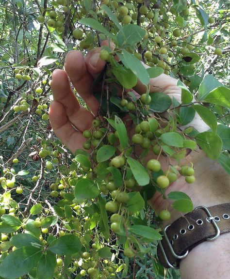 Foraging Texas: Farkleberry (unripe in pic). Found in Big Thicket National Preserve. Foraging In Texas, Arizona Foraging, Pennsylvania Foraging, Foraging In Massachusetts, Foraging In East Texas, Foraging In Indiana, Texas Plants, Tree Id, Beginner Gardening