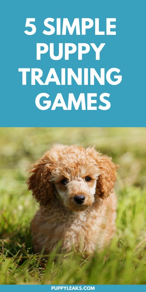 Looking for some fun games to play with your puppy? Interactive games are great for puppies -- they're mentally stimulating, they help strengthen the bond with your new pup, and they're a great way to work on some basic training skills. From the "come here" game to working on impulse control with a game of tug of war, here's 5 easy puppy training games. #dogs #puppies #dogtraining #puppytraining Games For Puppies, Puppy Games, Basic Manners, Canine Enrichment, Puppy Things, Fun Games To Play, Background Grey, Puppy Time, Puppies Tips