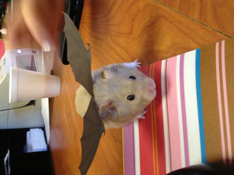 Cutest Hamster EVER!!!!!!!!!!!!!!!! Hamster Clothes Diy, Hamster Halloween Costumes, Hamsters In Clothes, Hamster Costume, Hamsters In Costumes, Hamster Diy Cage, Emo Hamster, Guinea Pig Costumes, Pet Clothes Patterns