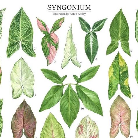 Syngonium Tattoo, Arrowhead Vine, Syngonium Podophyllum, Room Plants, Arrowhead Plant, Batik Design, Plant Art, Vaulting, Double Tap