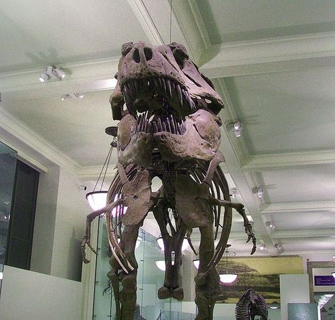 This picture shows a front on view of a scary looking Tyrannosaurus rex skeleton on display at the American Museum of Natural History. T Rex Front View, Tyrannosaurus Rex Skeleton, American Museum Of Natural History, Museum Of Natural History, Tyrannosaurus Rex, Natural History, T Rex, Dinosaurs, On Display