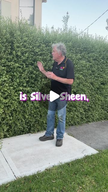 Hello Hello Plants on Instagram: "Silver Sheen Pittosporum is a perfect hedging & screening shrub.🌿 Shop HERE👇 https://www.thetutuguru.com.au/shop/pittosporum-silver-sheen/  #hellohelloplants #silversheen #hedging #bordering #plantnursery #melbourne #plantshopping #australia" Silver Sheen Hedge, Silver Garden Plants, Silver Sheen Landscape, Silver Sheen Pittosporum, Garden Hedges Ideas Australia, Hedging Plants Australia, Plant Screening Ideas Outdoor, Screening Plants Australia, Gardenia Hedge