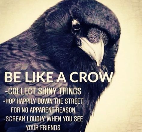 Be like a crow A Crow, The Crow, Crows, A Quote, Animal Memes, Black Bird, Spirit Animal, The Words, Make Me Smile