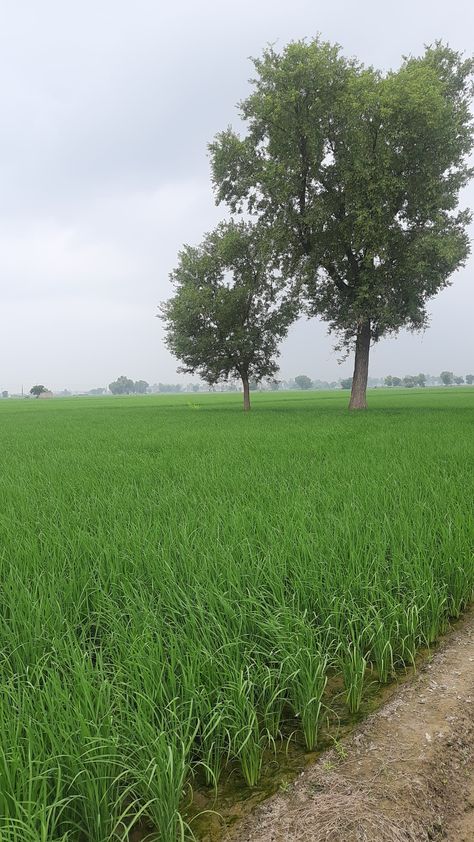 Crop Field, Summer Aesthetics, Farm Field, Crop Image, Flower Field, Kitchen Gadgets, A Flower, Country Roads, Gadgets