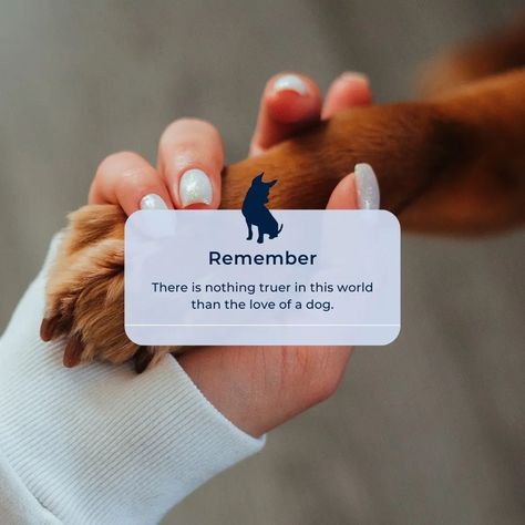 'There's nothing truer in this world than the love of a dog.' And how true is that! ❤️ [Image: A hand is holding a dog's paw. Over the image, there is a reminder notification with the quote.] #dogsdaily #dogworld #pawsome #pupfluencer #petscorner #dailyquotes #instaquote #quoteoftheday #quotesdaily #thoughtoftheday #smallbusiness #smallbusinesslove #quote #shoplocal #Scotland Reminder Notification, The Love Of A Dog, Love Of A Dog, Dogs Of The World, Thought Of The Day, Dog Paws, Daily Quotes, This World, A Dog