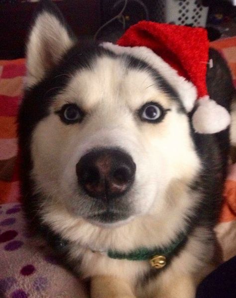 Christmas Husky Husky Christmas, Christmas Husky, Siberian Husky Funny, Husky Funny, Bonnie Clyde, Christmas Puppy, Husky Puppy, Christmas Hat, Cute Dogs And Puppies