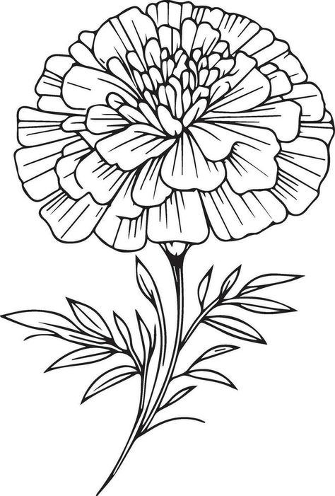 Marigold Flower Tattoo Stencil, Marigold Flower Bouquet, Zinnia Drawing, Marigold Flower Drawing, Marigold Drawing, Primula Flower, Flower Tattoo Stencils, Flower Vector Illustration, Flower Vector