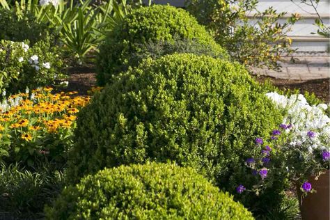 ‘Baby Gem’ Japanese Boxwood Baby Gem Boxwood, Gem Boxwood, Southern Living Plant Collection, Front Yard Plants, Box Wood Shrub, Boxwood Plant, Southern Living Plants, Garden Shrubs, Garden Rooms