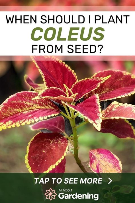 Are you thinking of planting some coleus by seed this season but aren't sure when to start planting? Find out what you need to know before you get started, here in this guide! When To Plant Seeds, Coleus Seeds, Coleus Plants, When To Plant, Mother Plant, Seed Starting, Potting Soil, Grow Lights, Planting Seeds